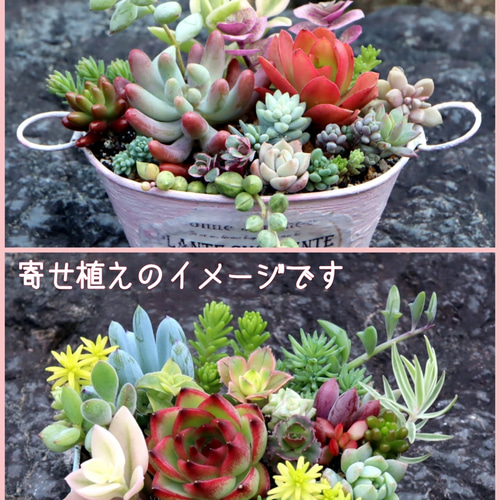 多肉植物寄せ植え ＊アンティークな春色ミントグリーンなリメイク缶で 