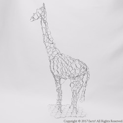 麒麟 / Giraffe 1枚目の画像
