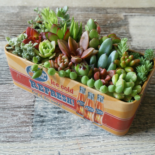 アメリカンスクエアカン♡多肉植物寄せ植え♡♡♡ その他インテリア
