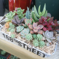 多肉植物寄せ植え♡♡ アートフラワー ジュウジセイ11 通販