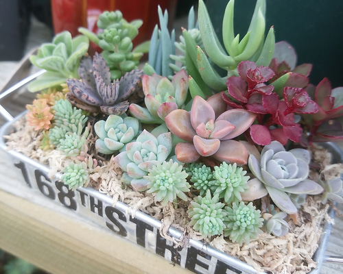 多肉寄せ植え 多肉植物 寄せ植え 本の形のおしゃれな鉢 #多肉#多肉植物#多肉