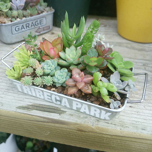 多肉植物寄せ植え♡♡ アートフラワー ジュウジセイ11 通販