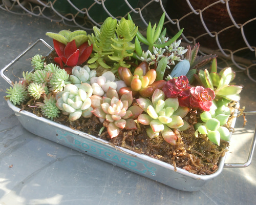 多肉寄せ植え 約90センチ四方のどでかい寄せ植えディスプレイを作りました