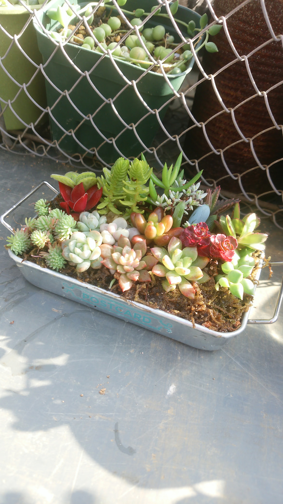 多肉植物寄せ植え♡♡ その他素材 ジュウジセイ11 通販 4947699