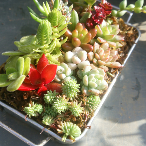 多肉植物寄せ植え❣️ Succulent Fu〜ka | 8月24日（日曜日） 多肉植物寄せ植えWSのお知らせ