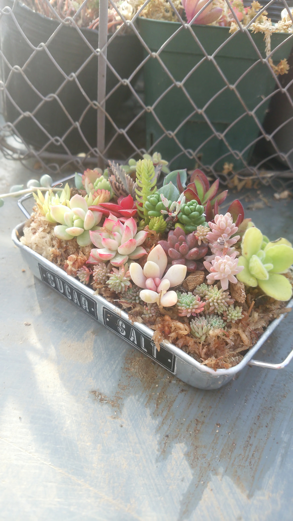 多肉植物寄せ植え♡♡ その他素材 ジュウジセイ11 通販 5141220