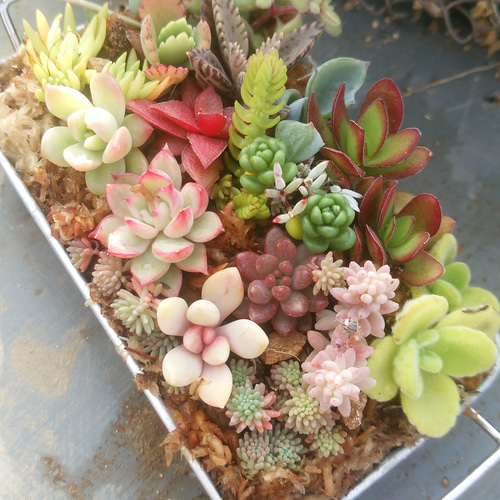 多肉植物寄せ植え♡♡ その他素材 ジュウジセイ11 通販 5141220