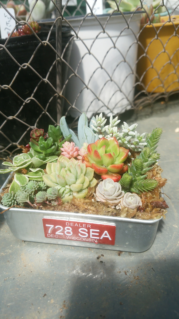 ミニ多肉植物寄せ植え♡ 2枚目の画像