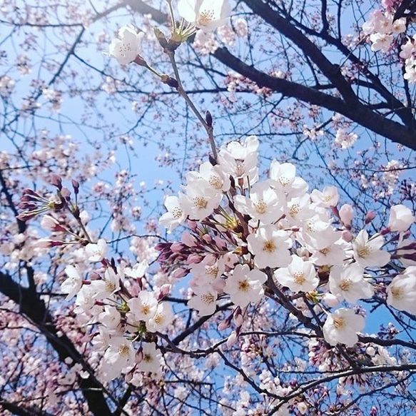 [櫻花色]景泰藍14kgf迷你圓形耳環 第5張的照片
