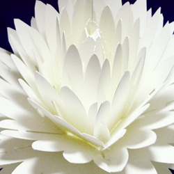 咲くようにひらく 花のメッセージカード〈ダリア〉　forバースデー・ウェディング・アニバーサリー 2枚目の画像