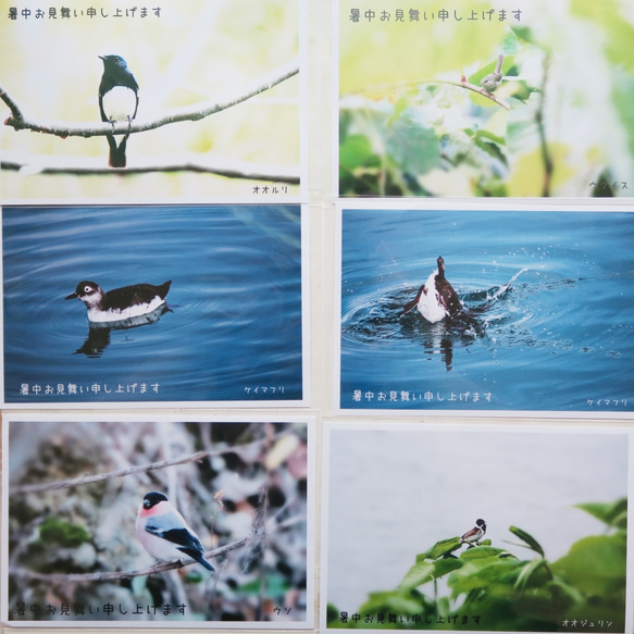 【暑中見舞い】北海道の野鳥のポストカード6枚セット 1枚目の画像