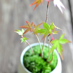 植木鉢 3枚目の画像