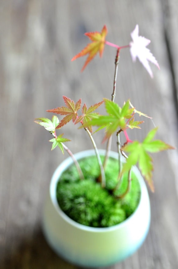 植木鉢 3枚目の画像