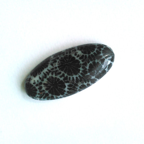 サンゴ　珊瑚の化石？ サンゴ 珊瑚化石 Jasperized Coral 鉱物たちの庭