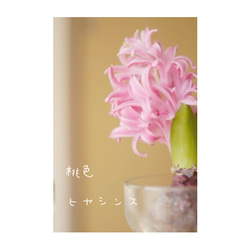 受注製作/flowervase／水栽培／ヒヤシンス球根set／＜water＞ 7枚目の画像