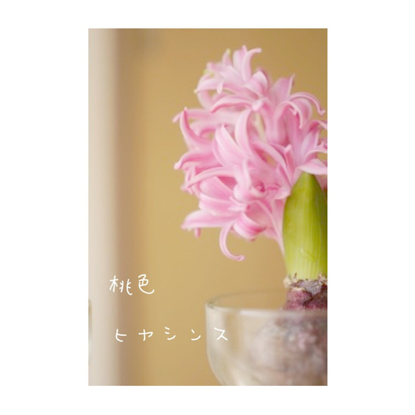 受注製作/flowervase／水栽培／ヒヤシンスの球根つき＜pale red＞ 5枚目の画像