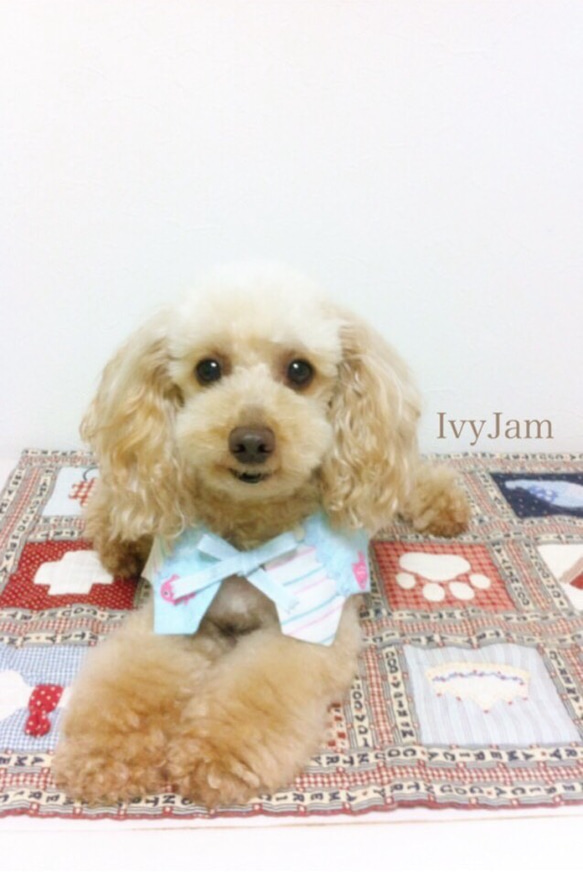 ivyjam collar 1枚目の画像