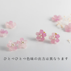 色が変わる＊桜の一粒ピアス 3枚目の画像