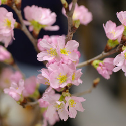 桜　２輪のイヤリング（ピアスへの変更可） 3枚目の画像