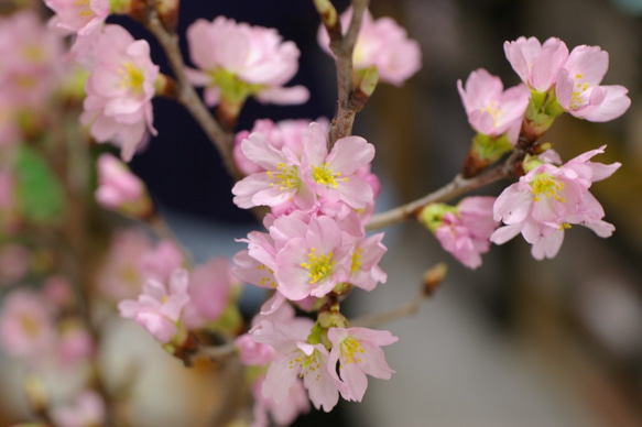 桜　２輪のイヤリング（ピアスへの変更可） 3枚目の画像