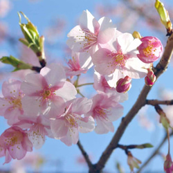 桜　３輪のイヤリング　Ⅱ（ピアスへの変更可） 3枚目の画像