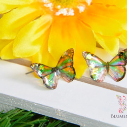 Tiny rainbow butterfly 1枚目の画像