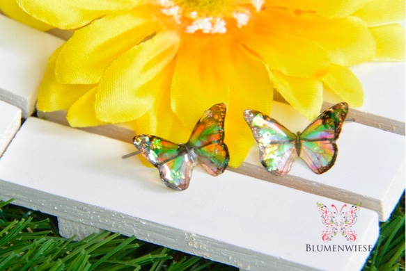 Tiny rainbow butterfly 1枚目の画像