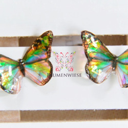 Tiny rainbow butterfly 2枚目の画像