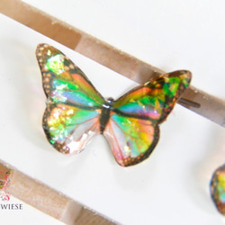 Tiny rainbow butterfly 3枚目の画像