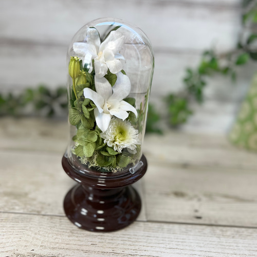 デンファレ ホワイト プリザーブドフラワー 供花 仏花 クリアドーム