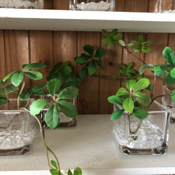 フェイクグリーン　glass cube マジカルウォーター　造花　人工観葉植物　アイビー　シュガーバイン　ユーカリ　 8枚目の画像