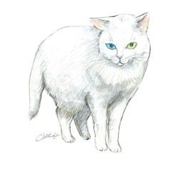 ポストカード【日本猫】4枚セット 2枚目の画像