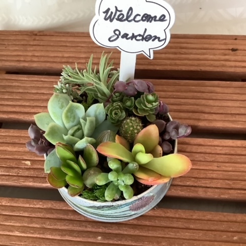 多肉植物寄せ植え143（ピック付き） リース hanayumo 通販 11791578