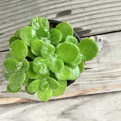 多肉植物　アロマティカス 3枚目の画像