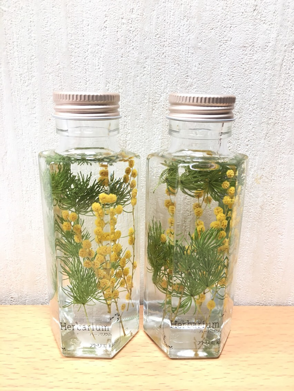 ミモザハーバリウム(植物標本) 六角柱  Sサイズ 1本1400円 1枚目の画像