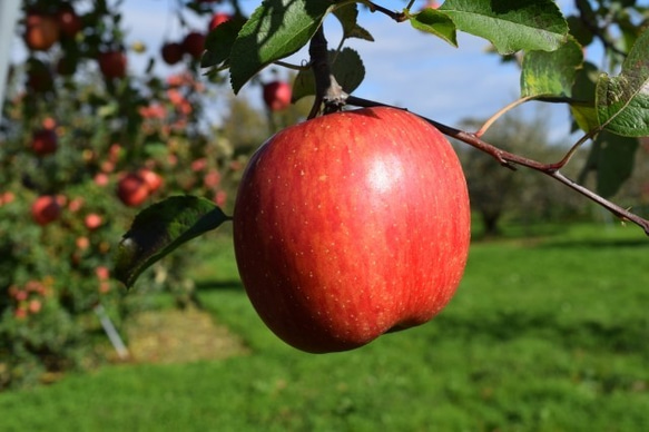 NOTO アップルオイル10ml　甘酸っぱいリンゴの香りを忠実に再現 みずみずしくナチュラルなフレグランスアロマオイル 6枚目の画像