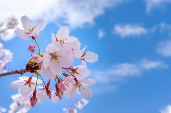 NOTO 桜オイル1０ml　優しく香るサクラの花びらの香りを忠実に再現 ナチュラルなフレグランスアロマオイル 6枚目の画像