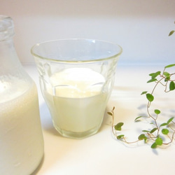NOTO ミルクオイル1０ml　ほんのり甘い搾りたての牛乳の香りを忠実に再現 ナチュラルに近づけたフレグランスアロマ 6枚目の画像