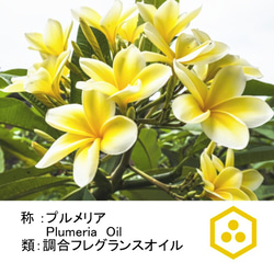 NOTO　プルメリアアロマオイル１０ml　南国の力強く甘いフランジパニの花の香りを再現 2枚目の画像