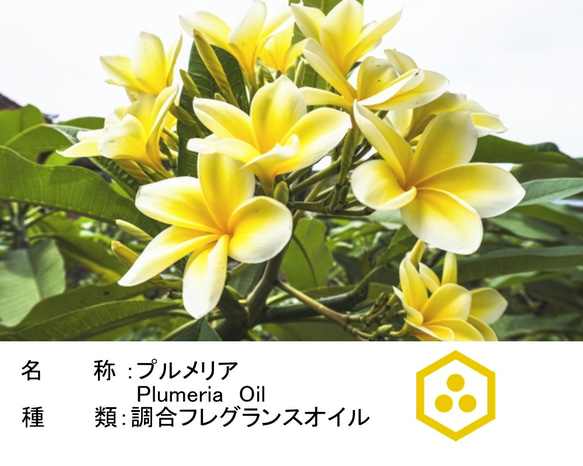 NOTO　プルメリアアロマオイル１０ml　南国の力強く甘いフランジパニの花の香りを再現 2枚目の画像