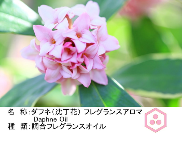 NOTO　沈丁花（ジンチョウゲ）ダフネ アロマオイル１０ml　沈丁花の芳醇な香りを再現したフレグランスオイル 4枚目の画像