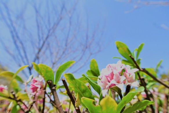 NOTO　沈丁花（ジンチョウゲ）ダフネ アロマオイル１０ml　沈丁花の芳醇な香りを再現したフレグランスオイル 7枚目の画像
