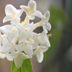 NOTO　沈丁花（ジンチョウゲ）ダフネ アロマオイル１０ml　沈丁花の芳醇な香りを再現したフレグランスオイル 8枚目の画像