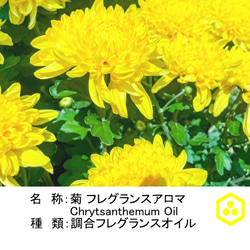 NOTO　菊アロマオイル１０ml　CHRYSANTHEMUM　キクの香りを再現 グリーンフローラル 4枚目の画像