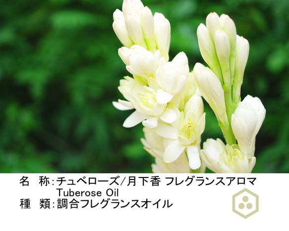 NOTO　月下香チュベローズ フレグランスアロマオイル１０ml　Tuberose　フレグランスオイル 2枚目の画像