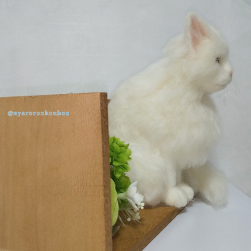 エンジェルシープキャット ホワイトウィングキャット 白猫 首輪