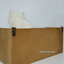 【羊毛フェルト】フレーム入り白猫ちゃん 5枚目の画像