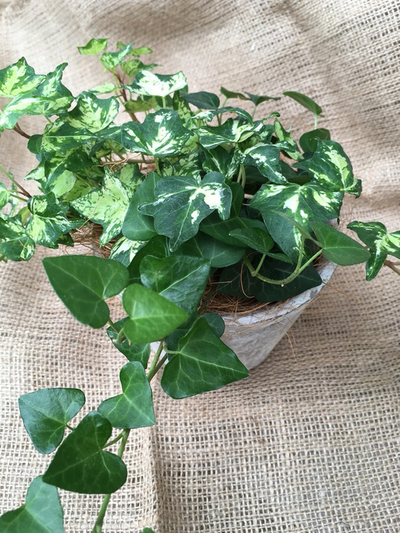 花苗】ミニ葉ボタン ジュエリーシリーズ BLACK LEAF おまけ種子付き