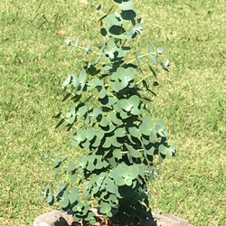 ユーカリグニー  耐寒性有り モスポット植え 3枚目の画像