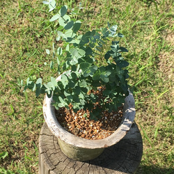 ユーカリグニー  耐寒性有り モスポット植え 4枚目の画像